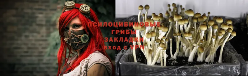 Псилоцибиновые грибы Psilocybine cubensis  Кохма 